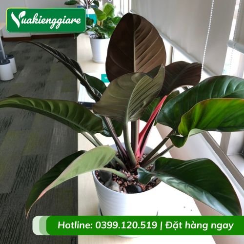 Cây đế vương đỏ trồng chậu phong thủy tốt