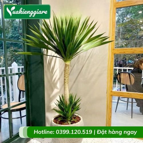 Cây phát tài núi 1 thân trồng chậu