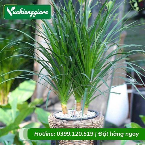Cây phát tài núi 3 thân trồng chậu trang trí nội thất