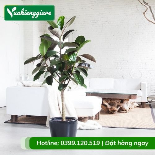 Cây đa búp đỏ chậu nội thất