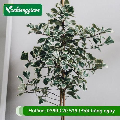 Cây đa tam phúc trồng chậu nội thất trang trí phong thủy