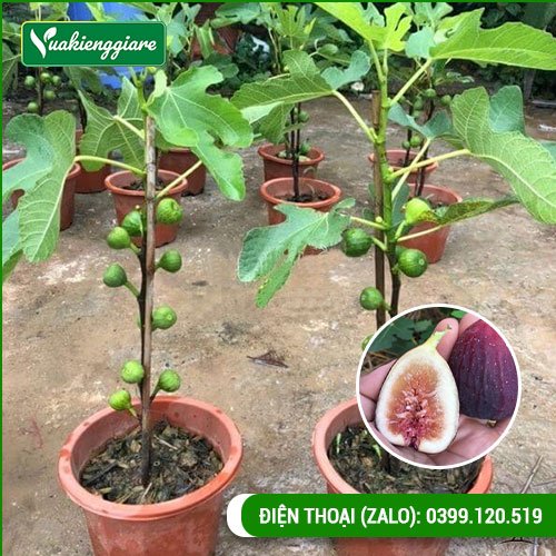 Cây sung mỹ trái tím có trái