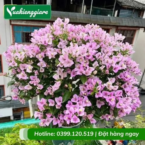 Cây hoa giấy tím tuyết