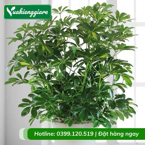 Cây ngũ gia bì trồng chậu trong nhà