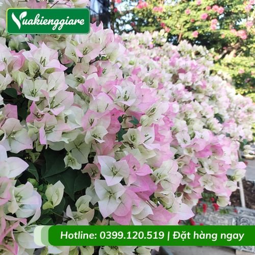 Cây hoa giấy sakura