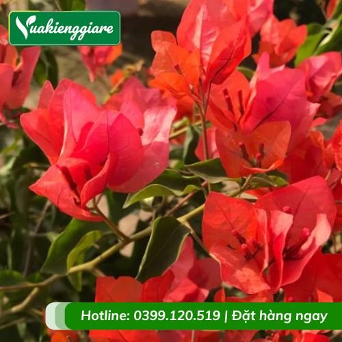 Cây hoa giấy đỏ rực