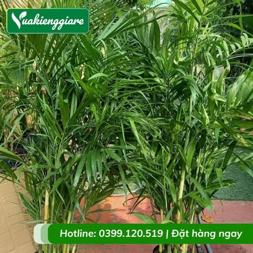 Cây cau hawai trồng chậu