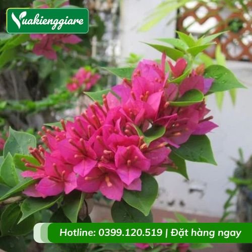 Cây hoa giấy Mỹ