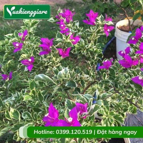 Cây hoa giấy cẩm thạch