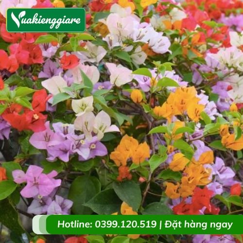 Cây hoa giấy thái ngũ sắc