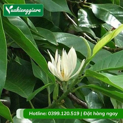 Cây sứ ngọc lan phù hợp trồng ngoài nắng