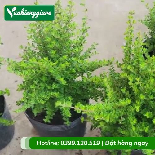 Cây hàm hương chịu nắng tốt