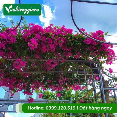 Cây hoa giấy leo giàn