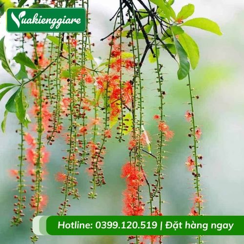 Cây lộc vừng hoa đỏ