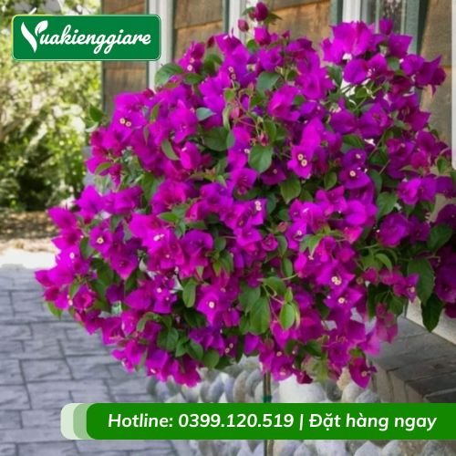 Cây hoa giấy tím pháp