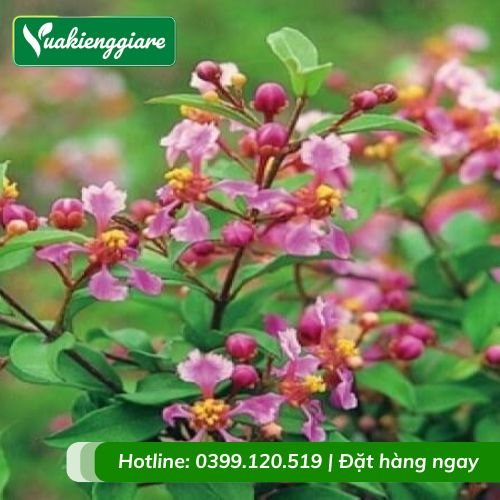 Cây hồng ngọc mai