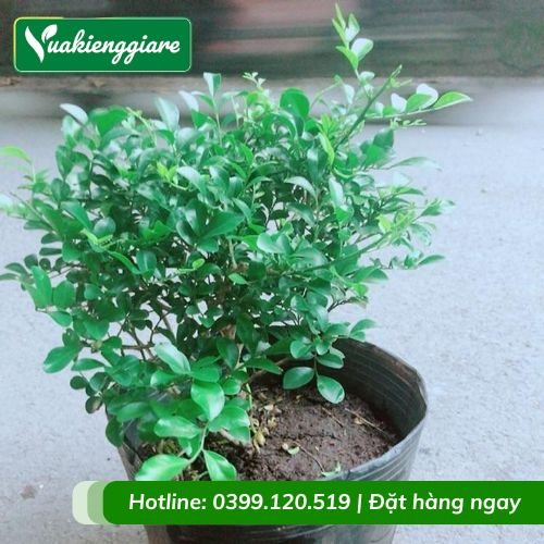 Cây nguyệt quế lá nhỏ