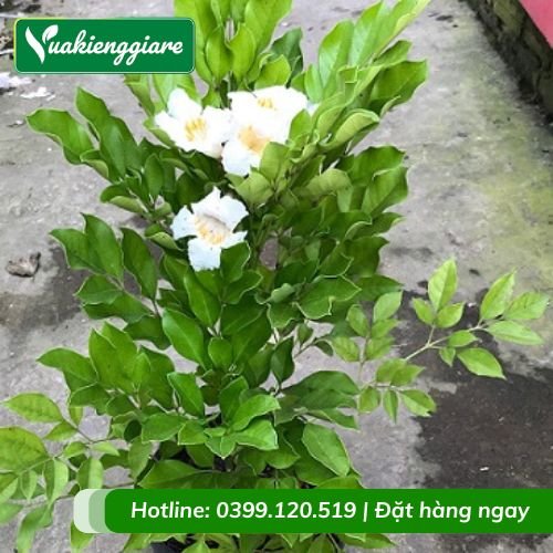 Cây nguyệt quế thái lá lớn