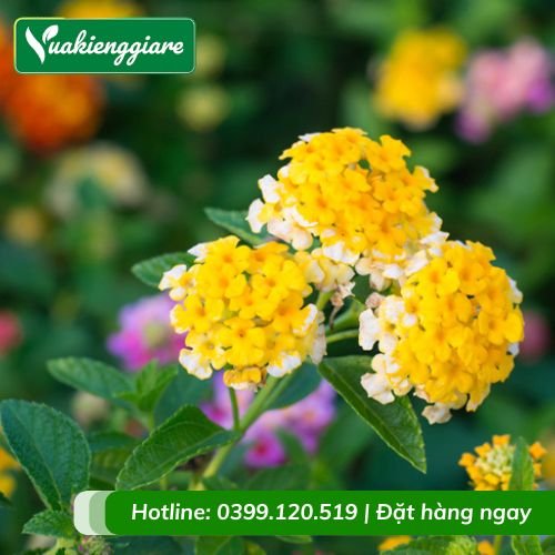 Cây trâm ổi vàng