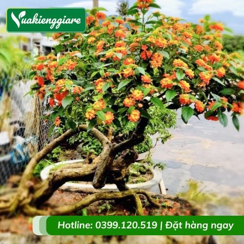 Cây trâm ổi ngũ sắc Bonsai