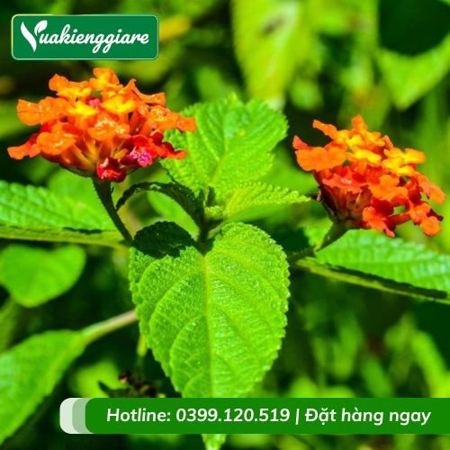 Cây hoa ngũ sắc nhiều màu