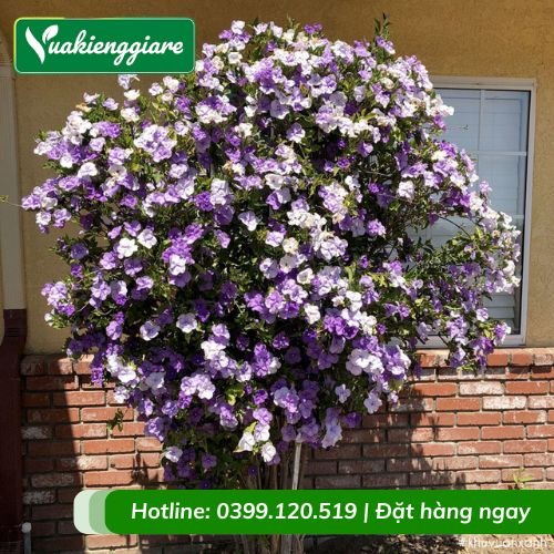 Cây lài nhật hai màu
