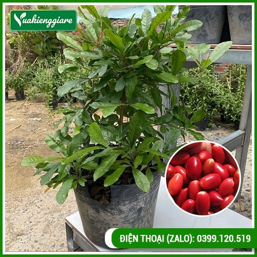 Cây thần kỳ lớn có trái cao 40-50cm
