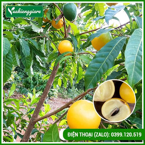 Cây vú sữa hoàng kim có trái