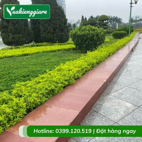 Cây chuỗi ngọc trồng tạo viền