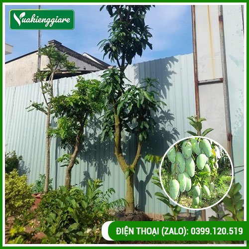 Cây xoài Đài Loan cổ thụ cao 3m