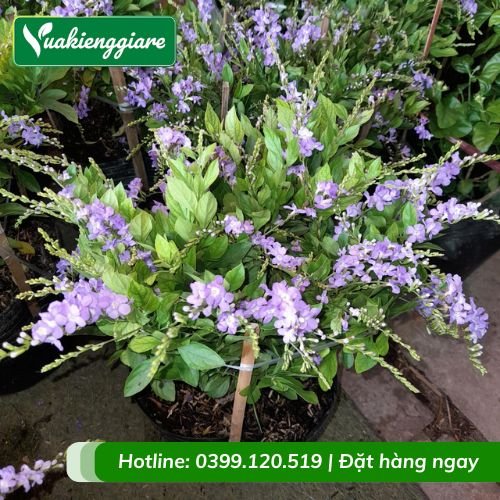 Cây chuỗi ngọc tím thái