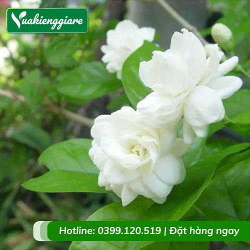 Cây lài ta (hoa nhài cánh kép)