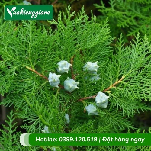 Cây thuộc bài (trắc bách diệp)