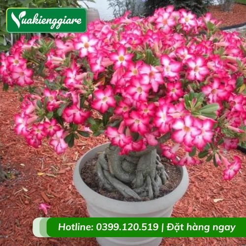 Cây hoa sứ thái nhiều màu