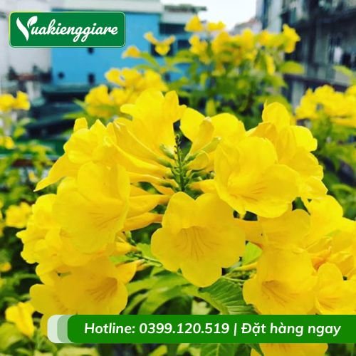 Cây hoa chuông vàng (huỳnh liên)