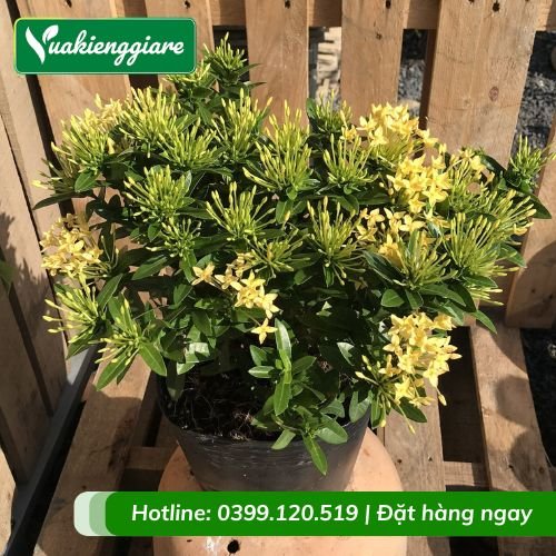 Cây trang thái vàng hoa rực rỡ