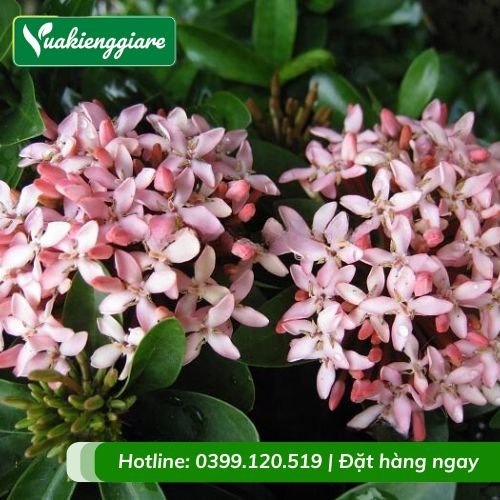 Cây trang thái hồng hoa quanh năm