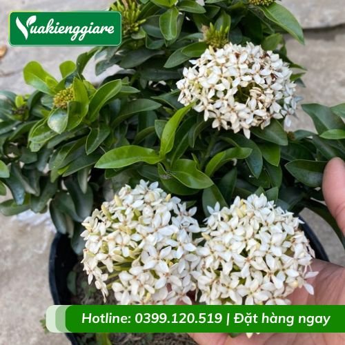 Cây trang thái màu trắng