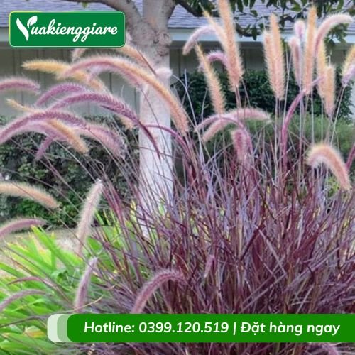 Cây cỏ lau hoa tím
