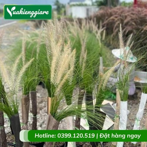Cây cỏ lau hoa trắng