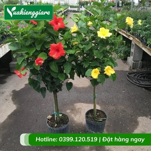 Cây dâm bụt một cốt dáng tree nhiều màu