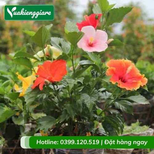 Cây dâm bụt thái nhiều màu