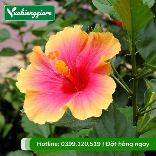 Cây dâm bụt cánh đơn nhiều màu