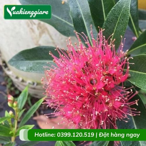 Cây mai thái hồng