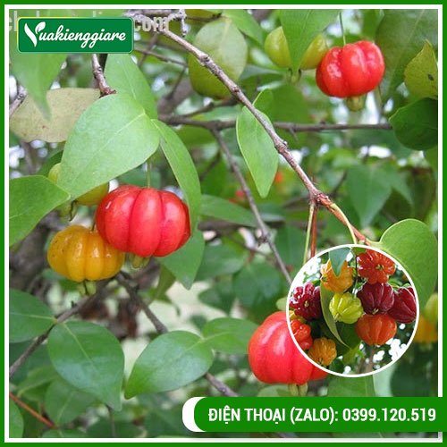 Cây cherry khía có trái dễ trồng