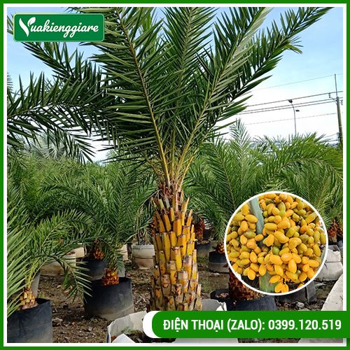 Cây chà là Trung Đông trưởng thành cao 2-3m