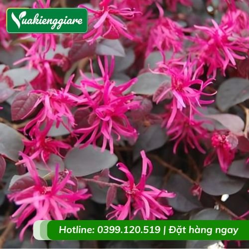 Cây hồng phụng