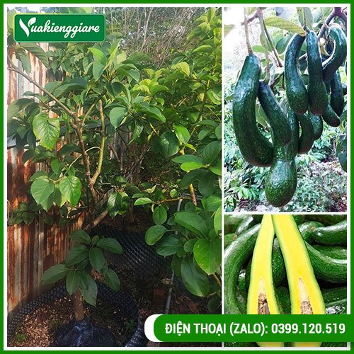 Cây bơ 034 trưởng thành dễ cho trái