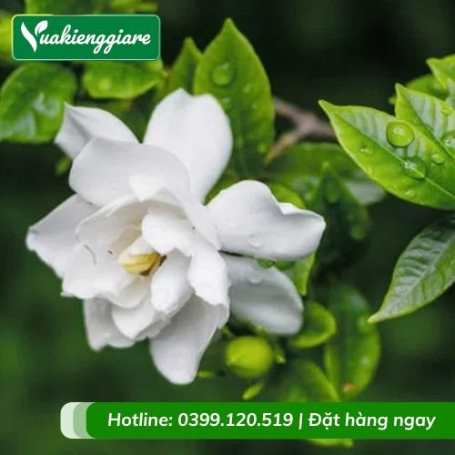 Cây dành dành (bạch thiên hương)