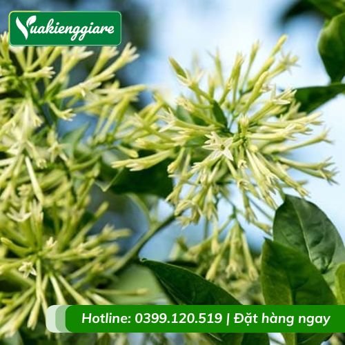 Cây Dạ Lý Hương